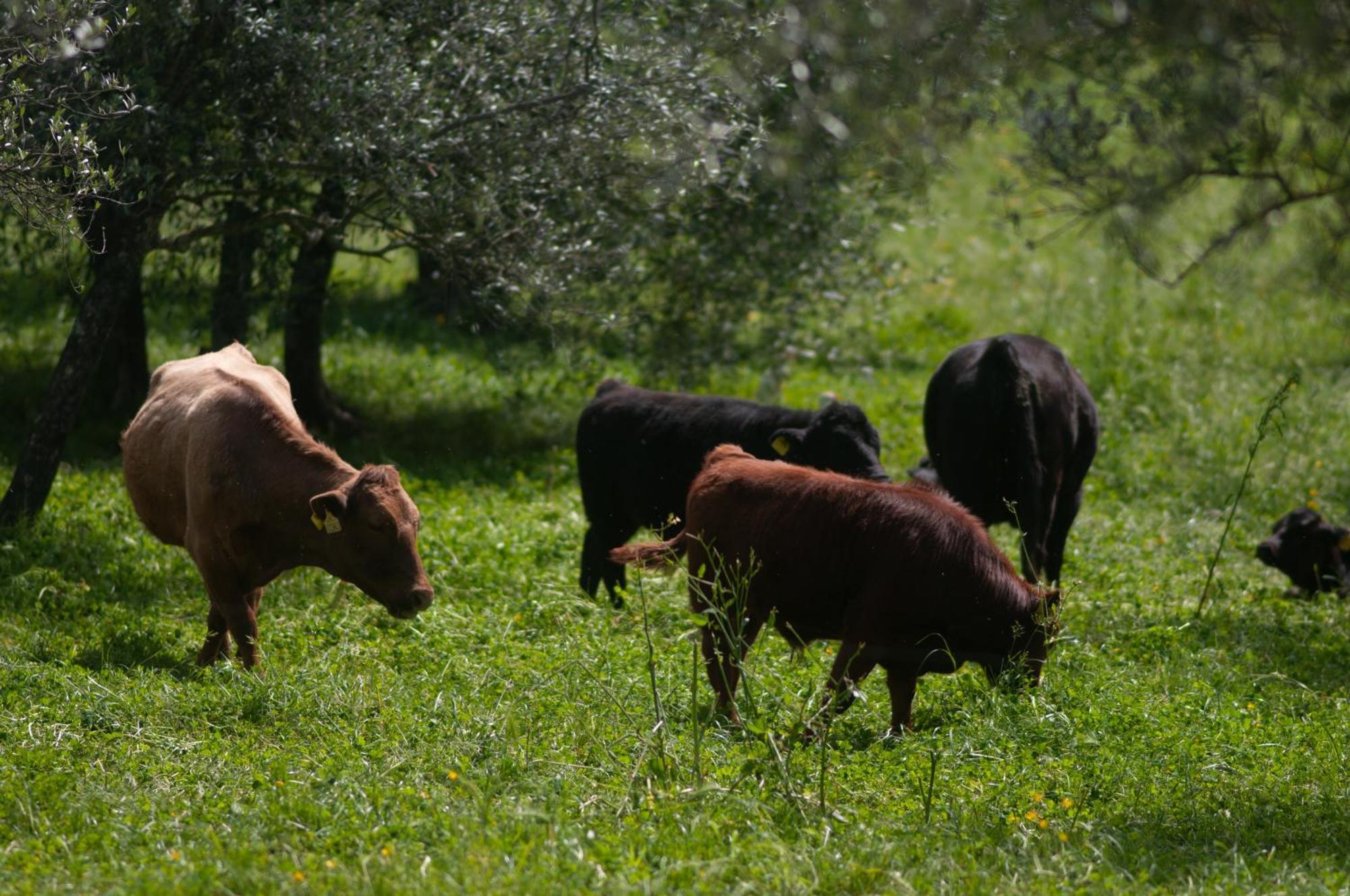 Fattoria Di Maiano Guest House Fiesole Bagian luar foto